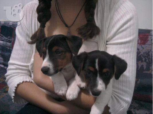 PoulaTo: τζακ ρασελ